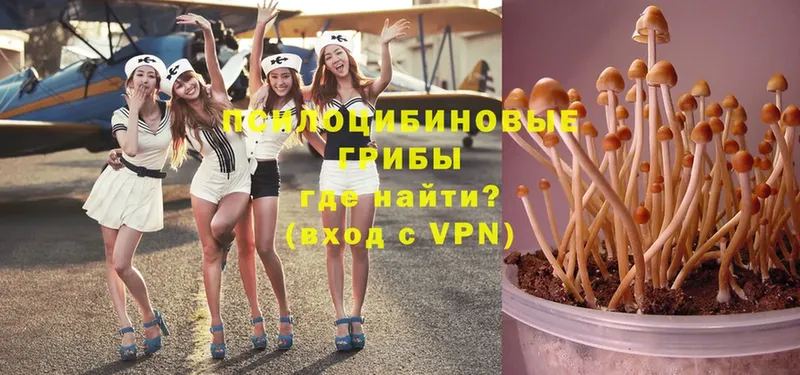 Галлюциногенные грибы Psilocybe  Задонск 